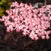 Sambucus Nigra 'Black Lace'®