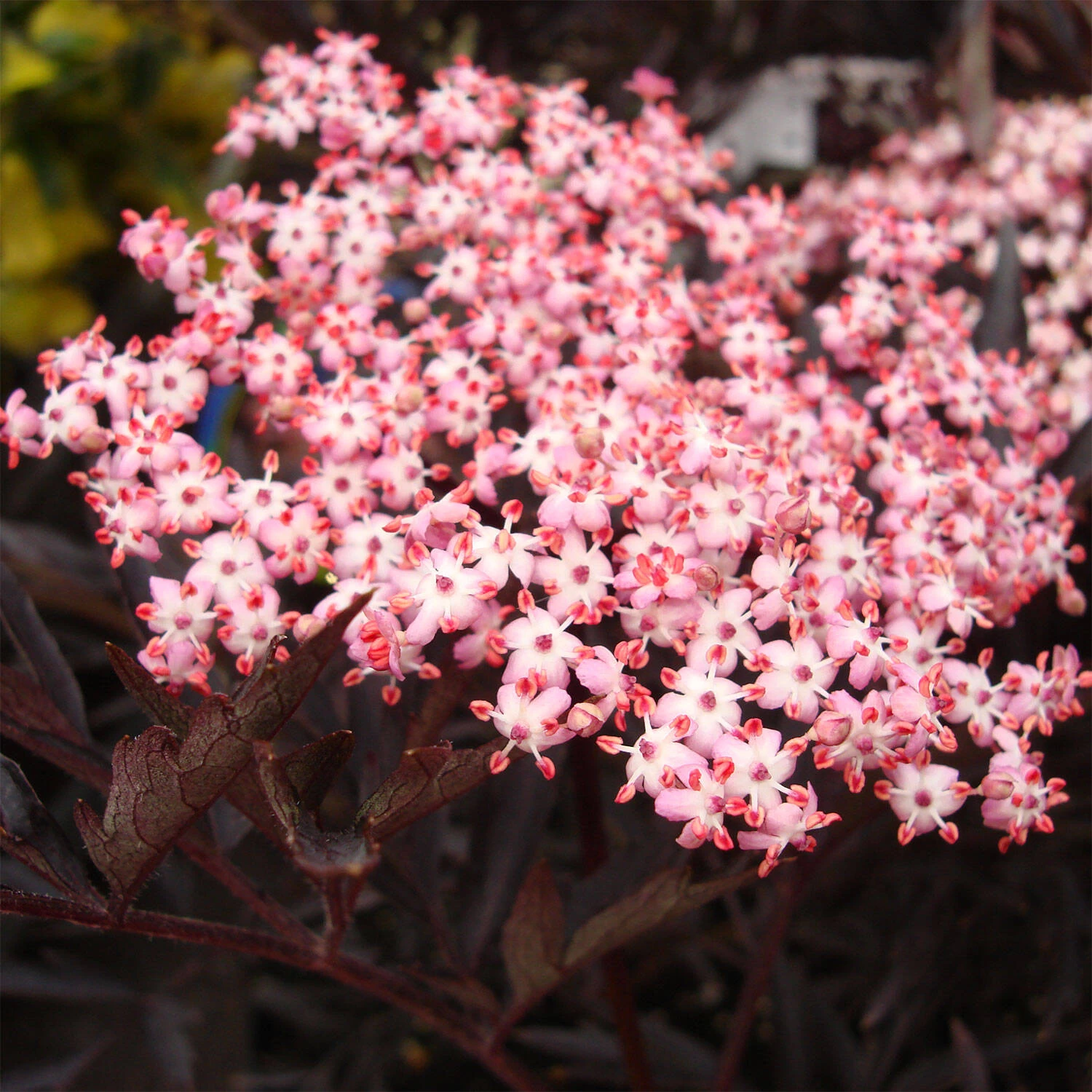 Sambucus Nigra 'Black Lace'®