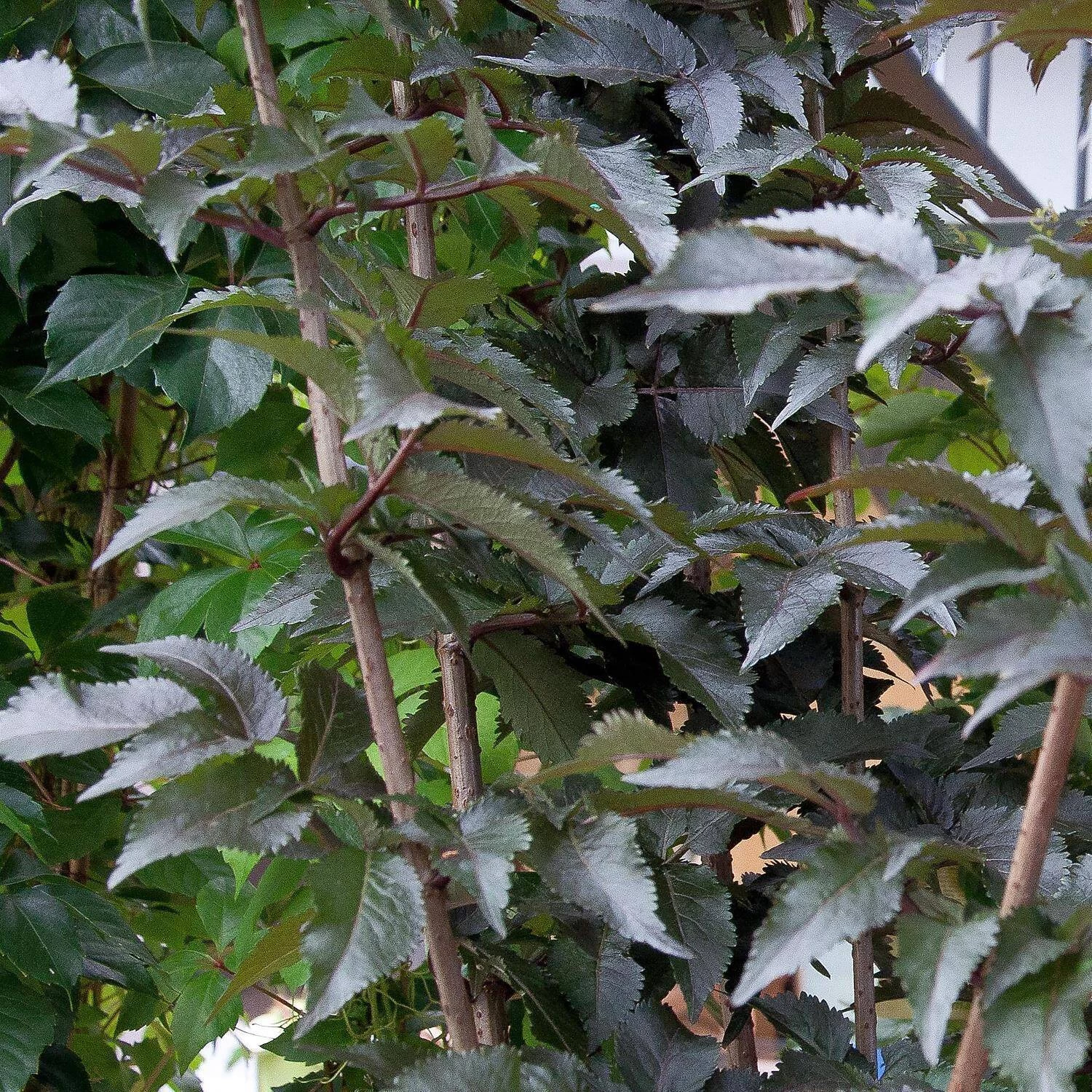 Sambucus Nigra 'Black Tower' ®