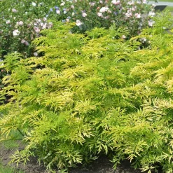 Sambucus Nigra 'Golden Tower' ®