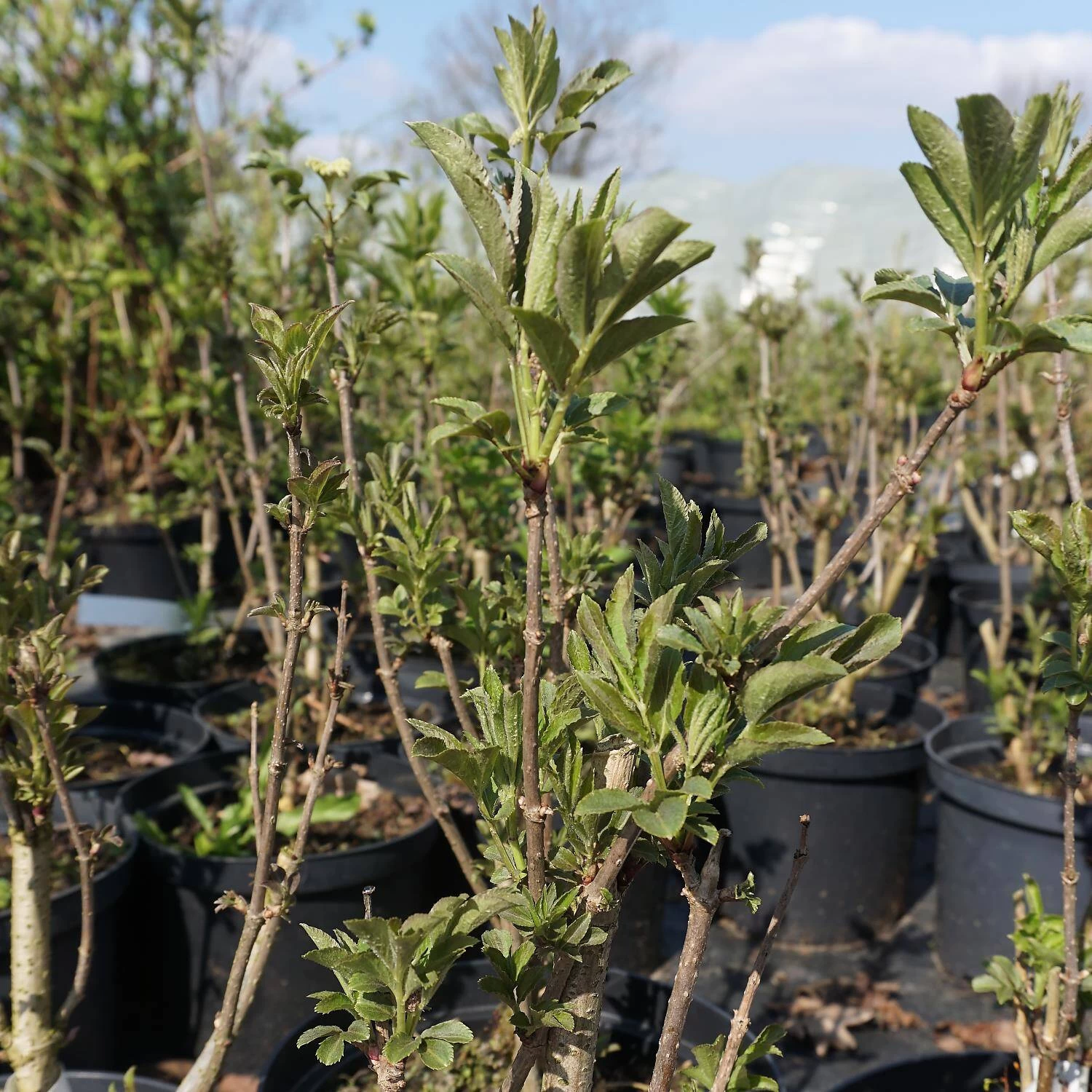 Sambucus Nigra 'Obelisk'