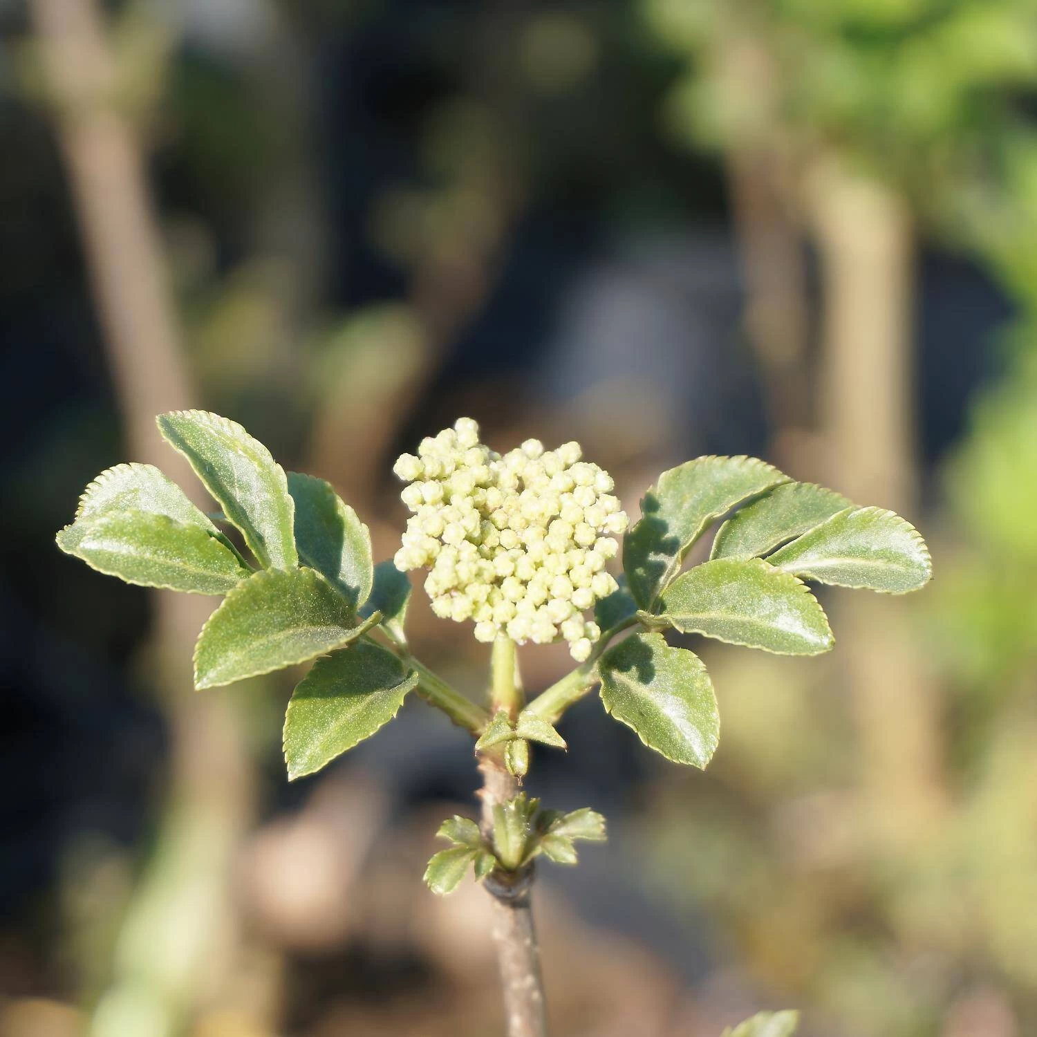 Sambucus Nigra 'Obelisk' – Bild 2