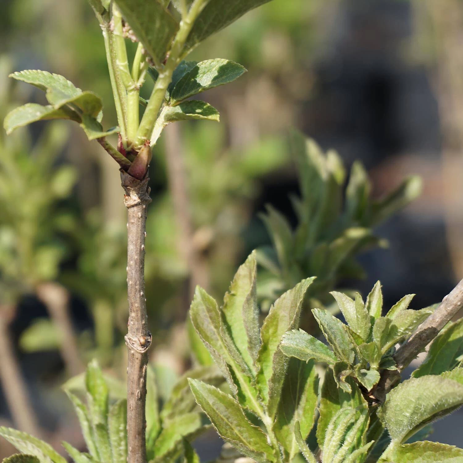 Sambucus Nigra 'Obelisk' – Bild 3
