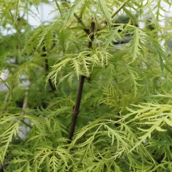 Sambucus Racemosa 'Golden Lace' ®