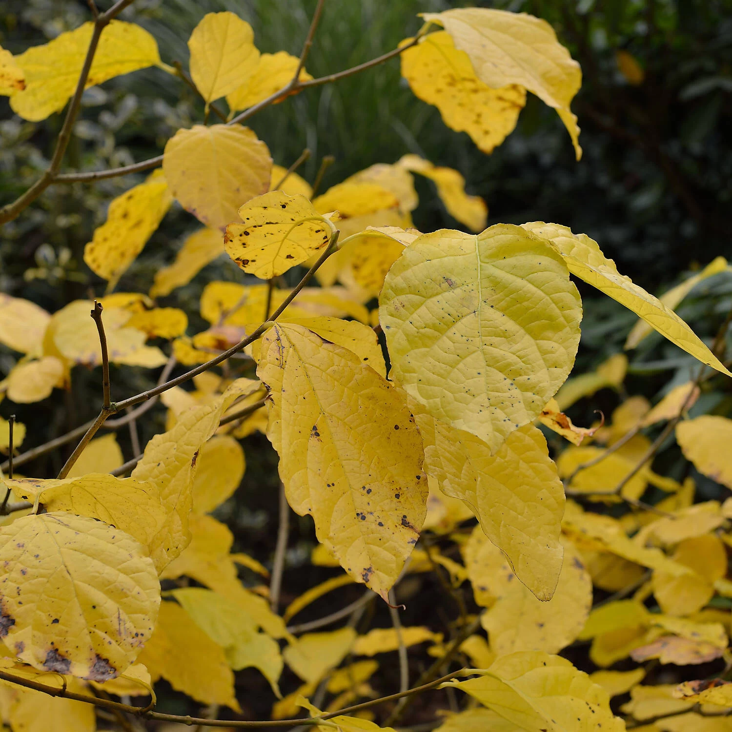 Sinocalycanthus Chinensis 'Venus' – Bild 2