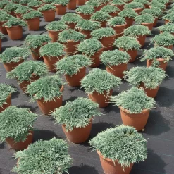 Juniperus Horizontalis 'Icee Blue' ®