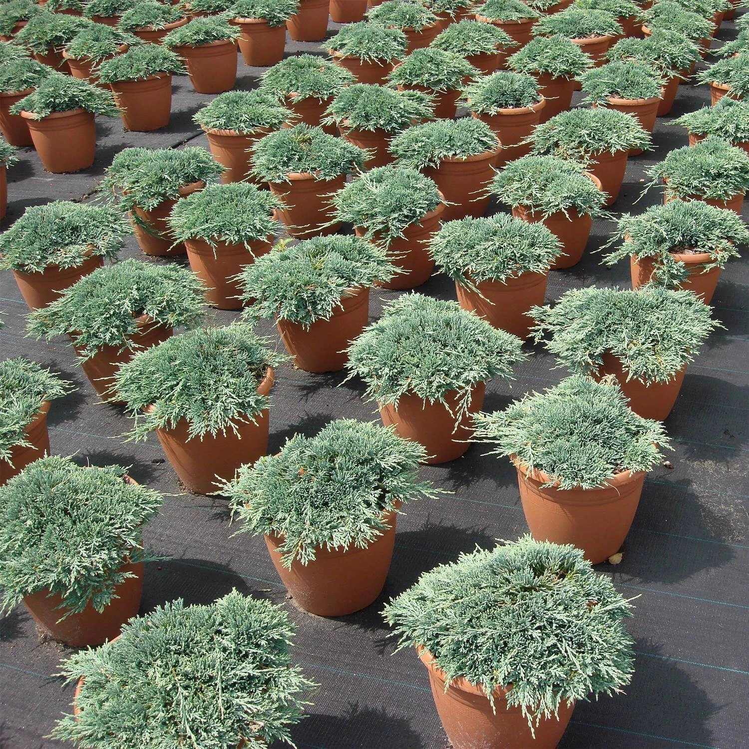 Juniperus Horizontalis 'Icee Blue' ®