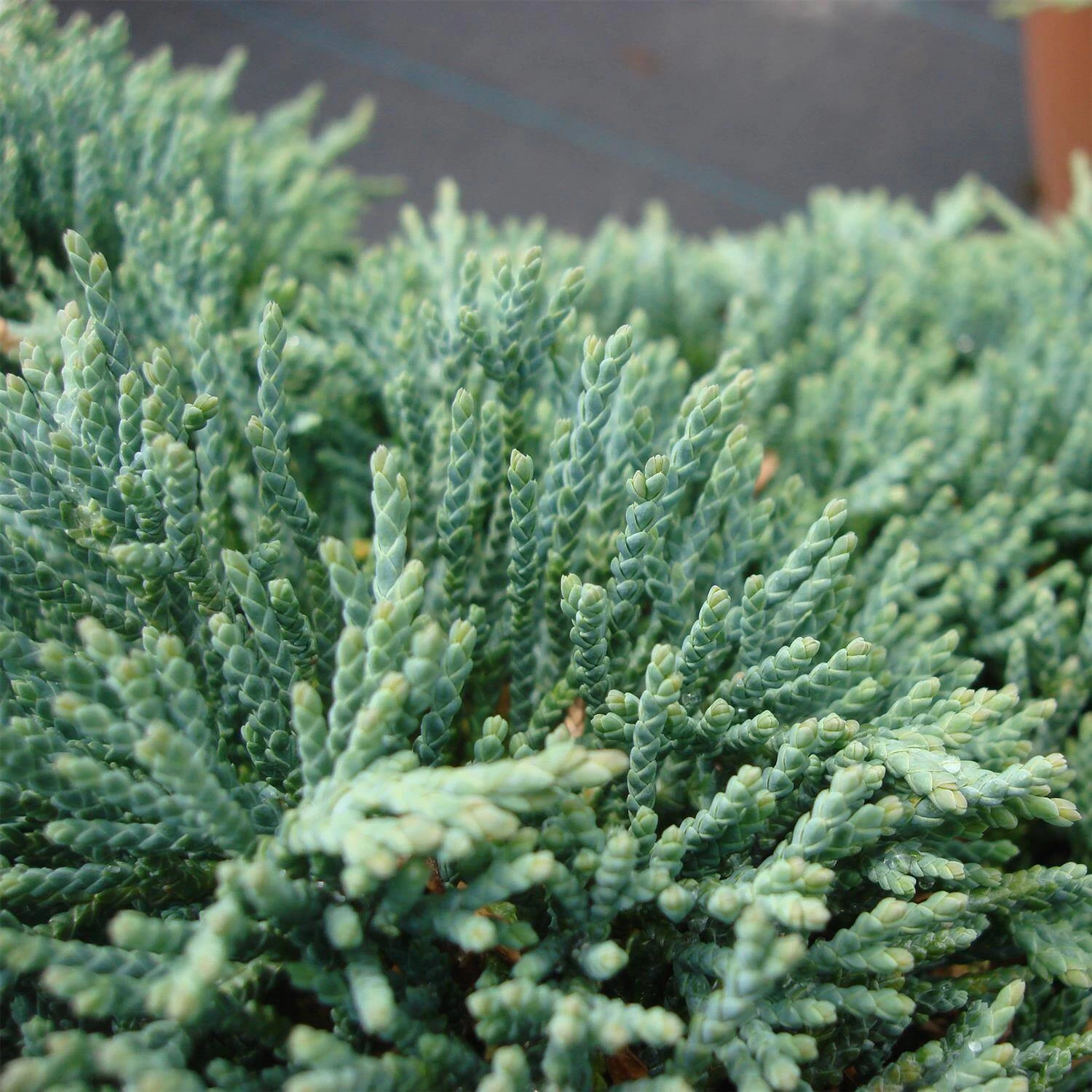 Juniperus Horizontalis 'Icee Blue' ® – Bild 2