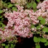 Syringa Meyeri 'Tinkerbelle'®