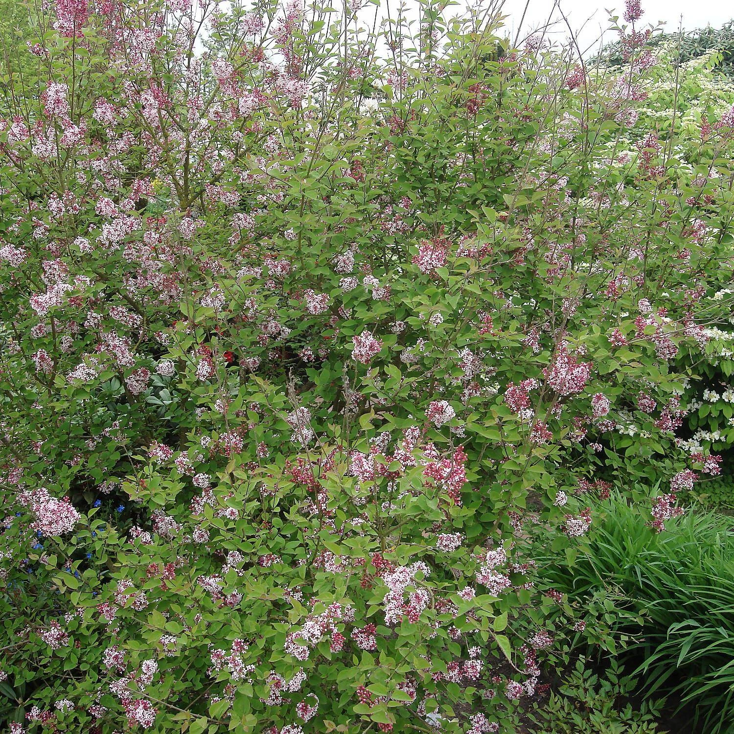 Syringa Microphylla 'Superba' – Bild 2