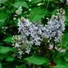 Syringa Vulgaris 'Amethyst'
