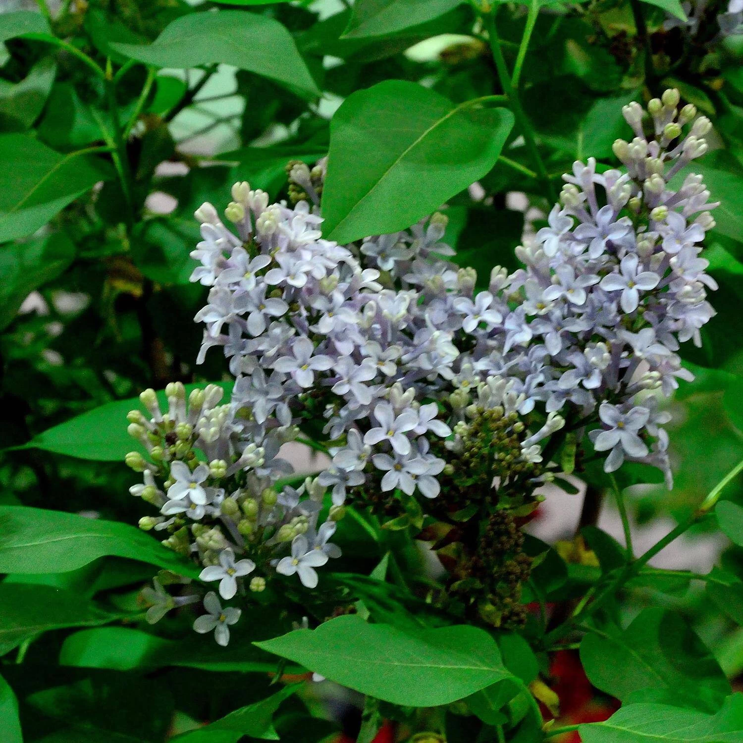 Syringa Vulgaris 'Amethyst'