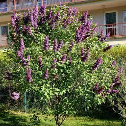 Syringa Vulgaris 'Andenken An Ludwig Späth'