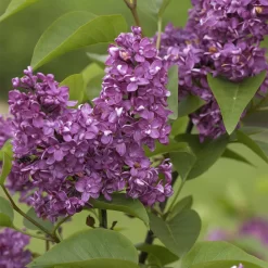 Syringa Vulgaris 'Charles Joly'