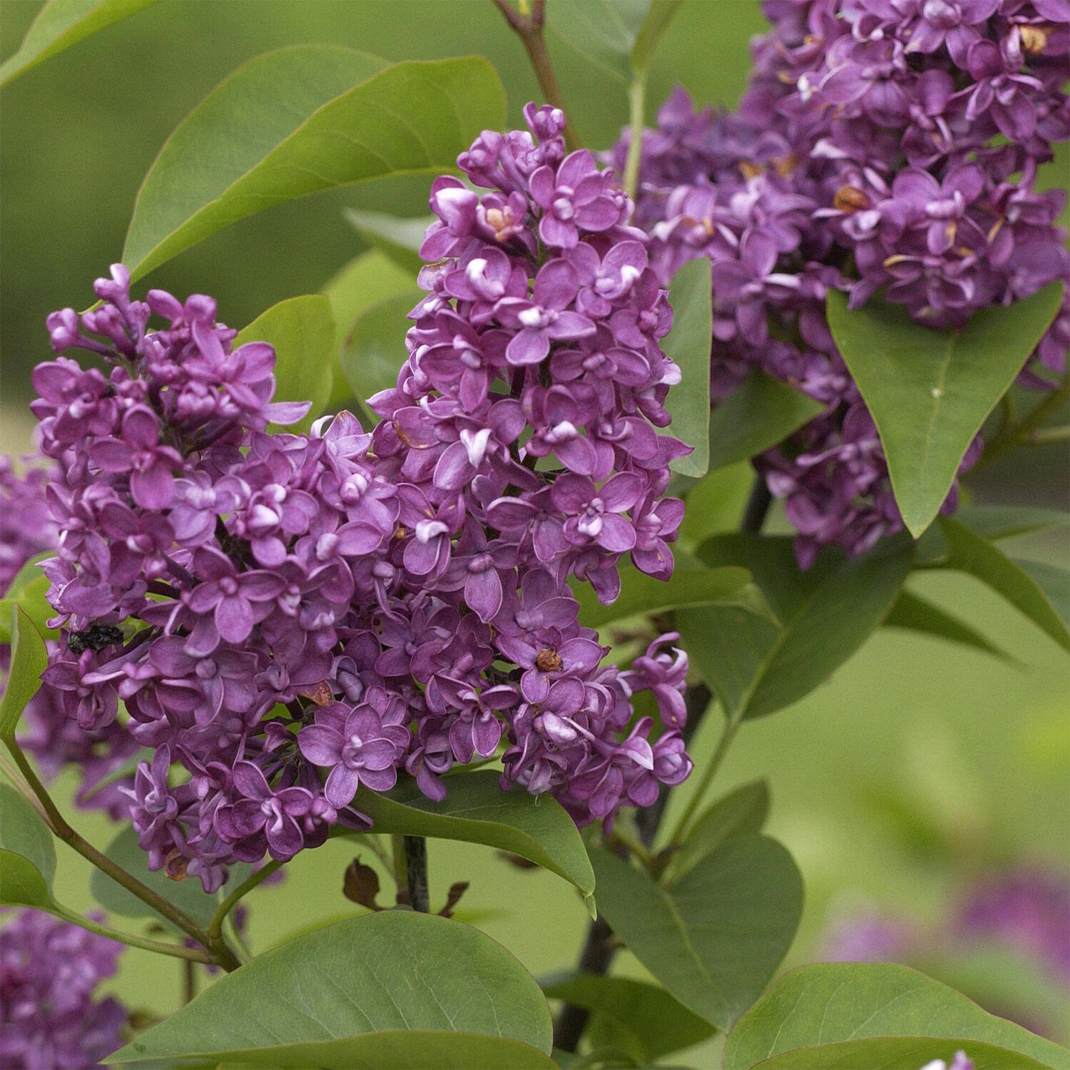 Syringa Vulgaris 'Charles Joly'