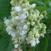 Syringa Vulgaris 'Mme.Lemoine'