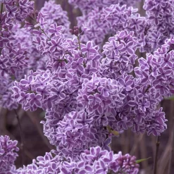 Syringa Vulgaris 'Sensation'