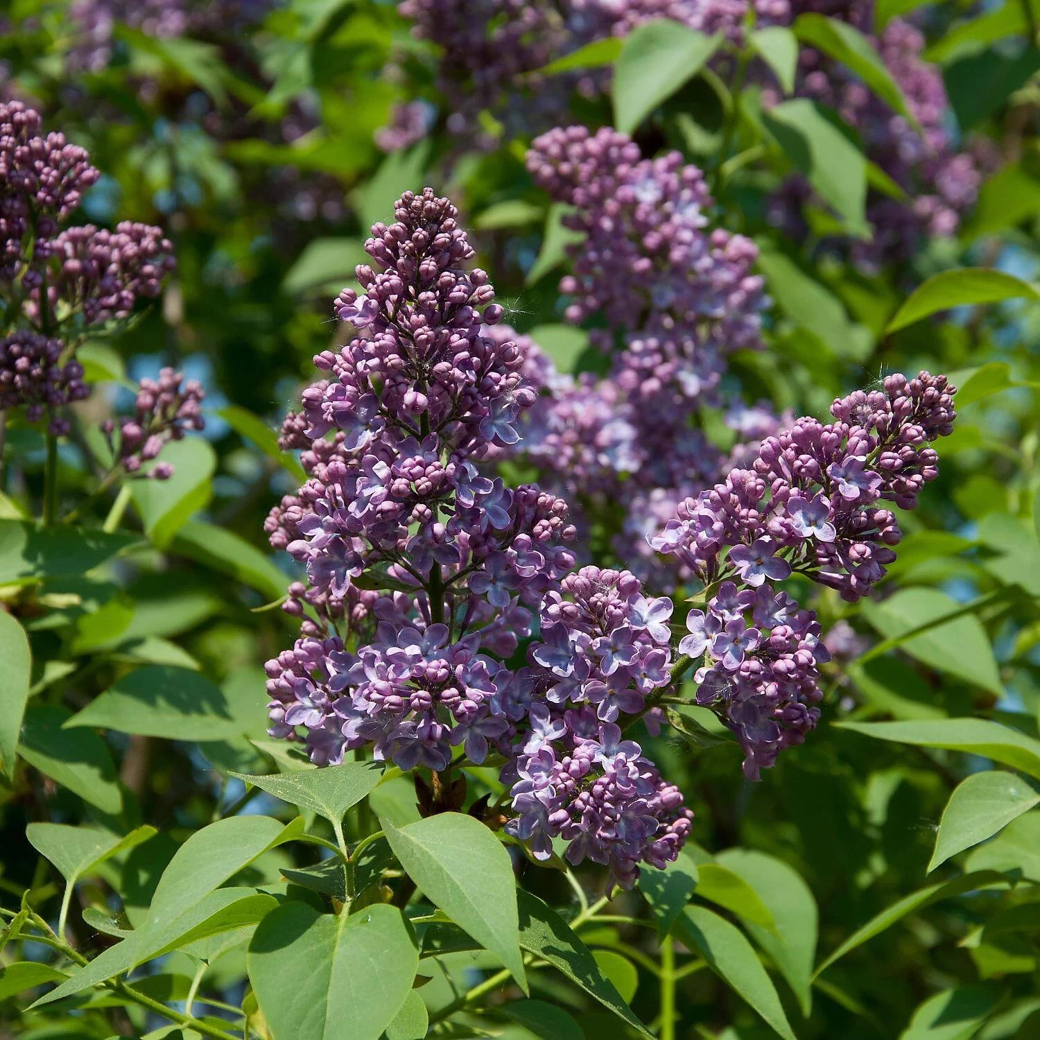 Syringa Vulgaris 'Sensation' – Bild 2