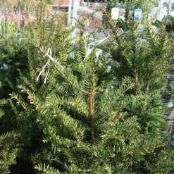 Taxus Baccata