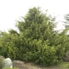 Taxus Baccata 'Dovastonii Aurea'