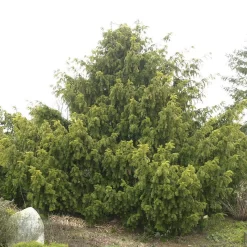 Taxus Baccata 'Dovastonii Aurea'