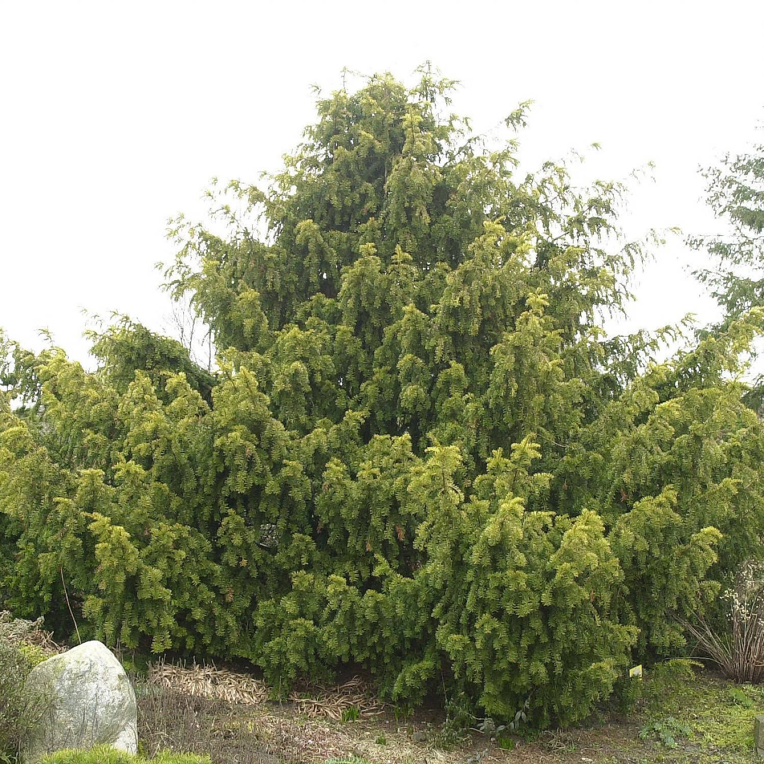 Taxus Baccata 'Dovastonii Aurea'