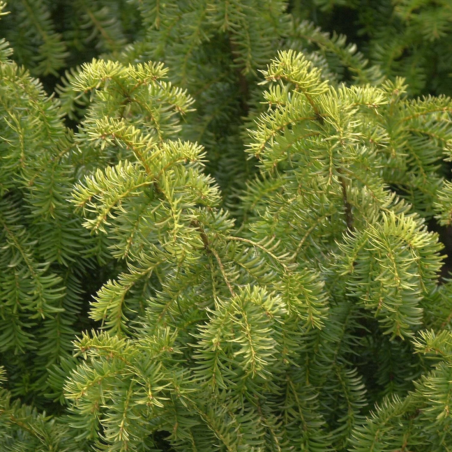Taxus Baccata 'Dovastonii Aurea' – Bild 2