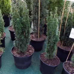 Taxus Baccata 'Fastigiata'