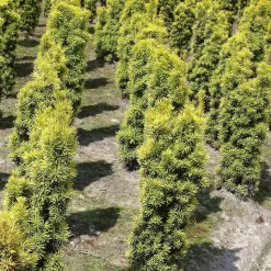 Taxus Baccata 'Fastigiata Aureomarginata'