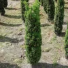 Taxus Baccata 'Fastigiata Robusta'