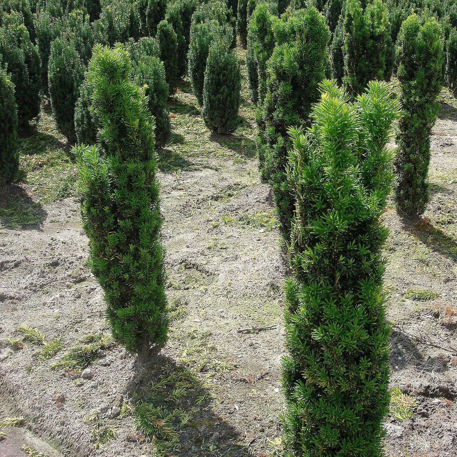 Taxus Baccata 'Fastigiata Robusta' – Bild 2