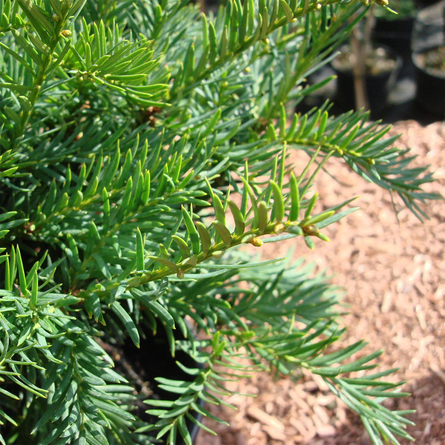 Taxus Baccata 'Repandens' – Bild 2