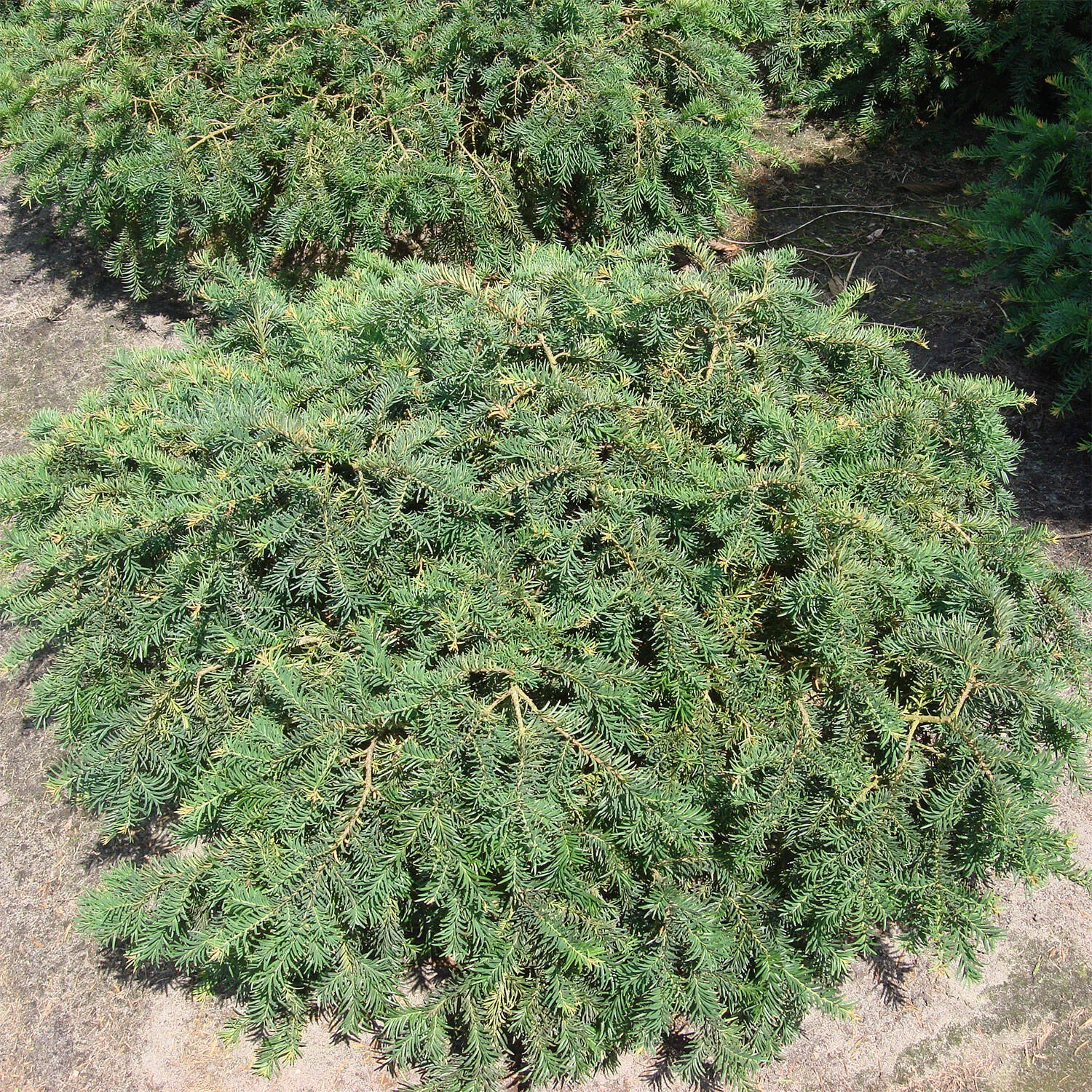 Taxus Baccata 'Repandens' – Bild 3