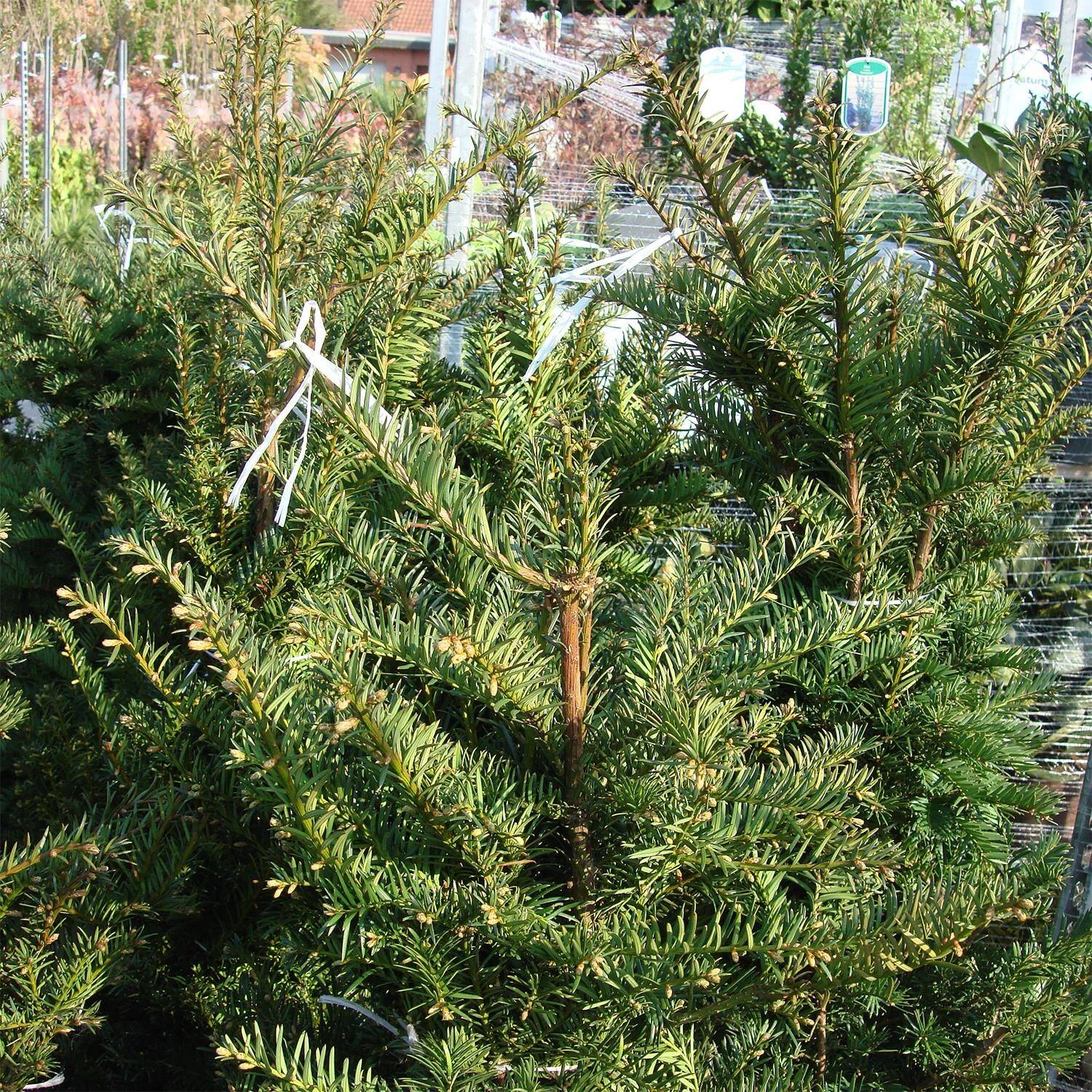 Taxus Baccata