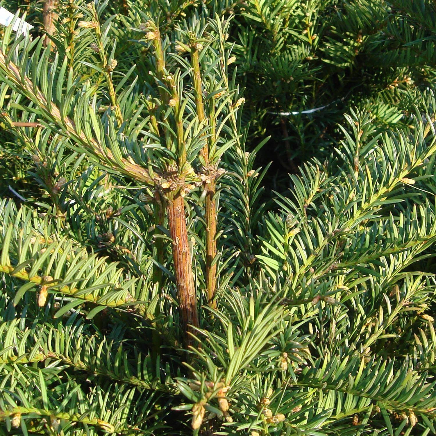 Taxus Baccata – Bild 2
