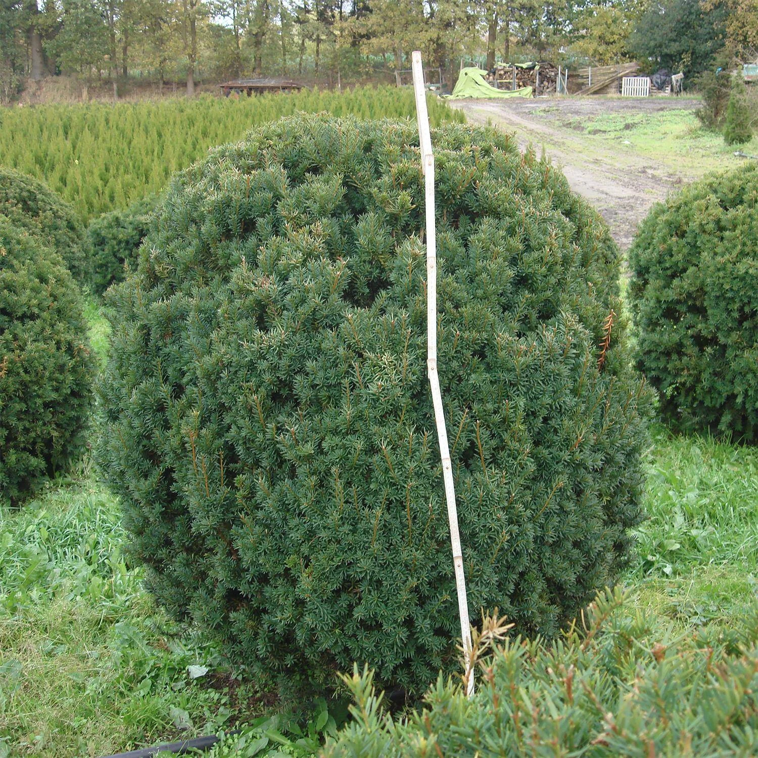Taxus Baccata – Bild 3
