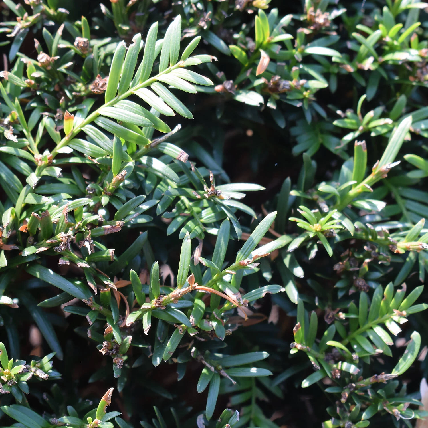Taxus Baccata – Bild 4