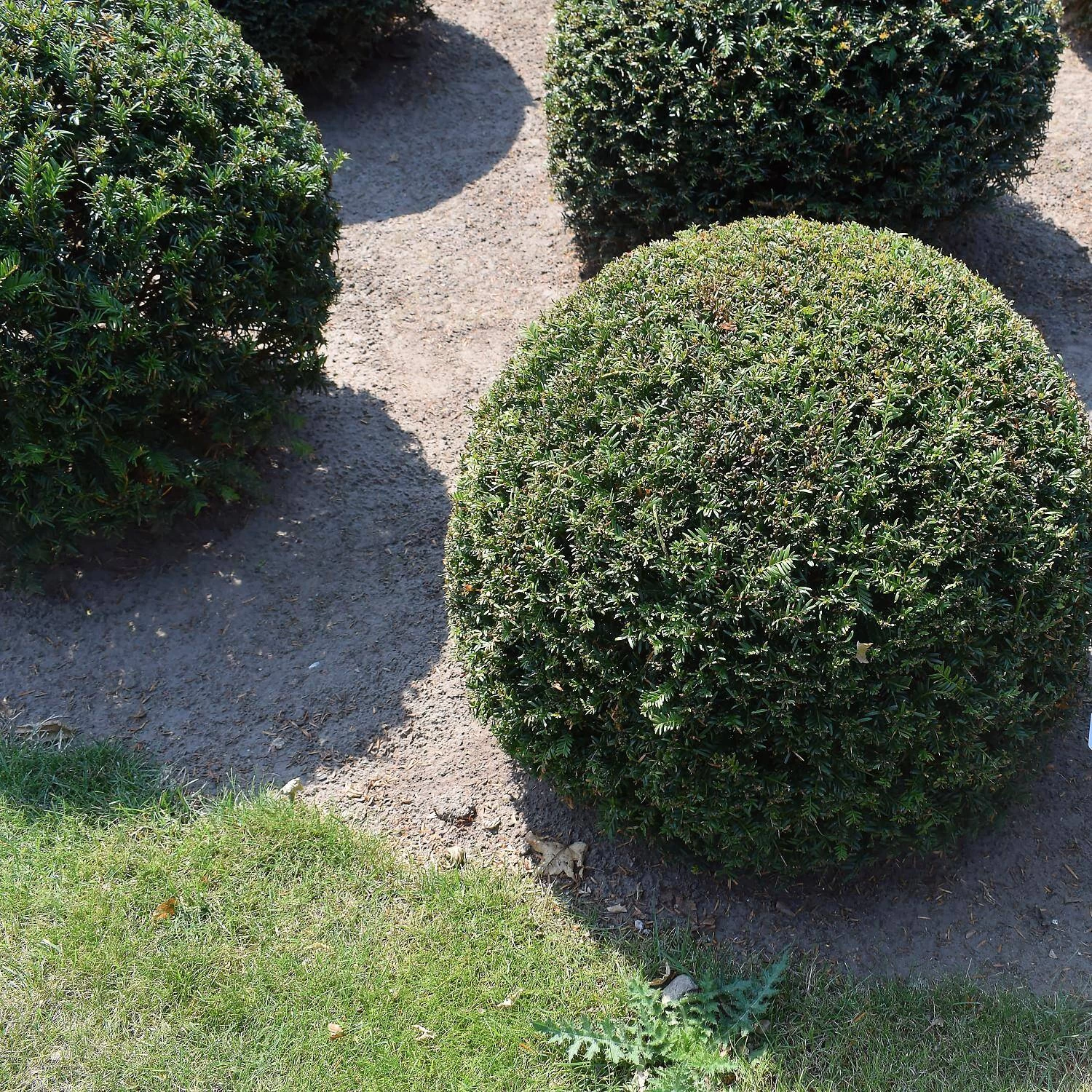 Taxus Baccata – Bild 5