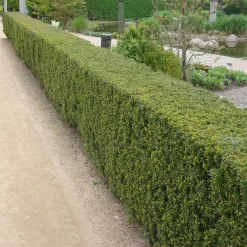Taxus Media 'Hicksii'