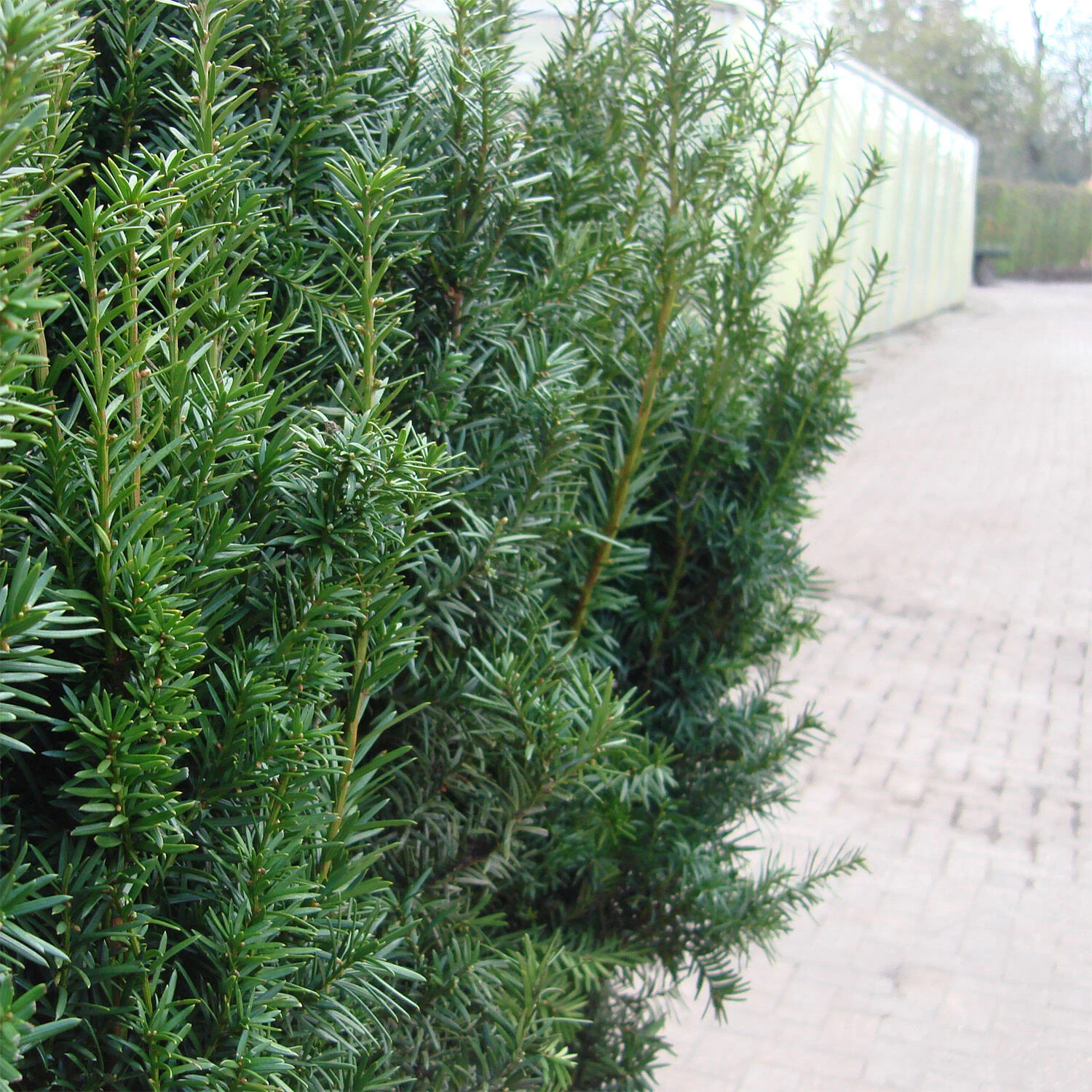 Taxus Media 'Hicksii' – Bild 2