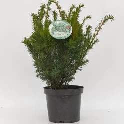 Taxus Media 'Selektion Kordes'