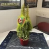 Thuja Occidentalis 'Golden Smaragd®'