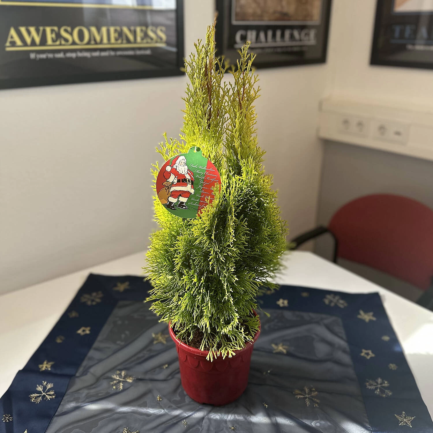 Thuja Occidentalis 'Golden Smaragd®'