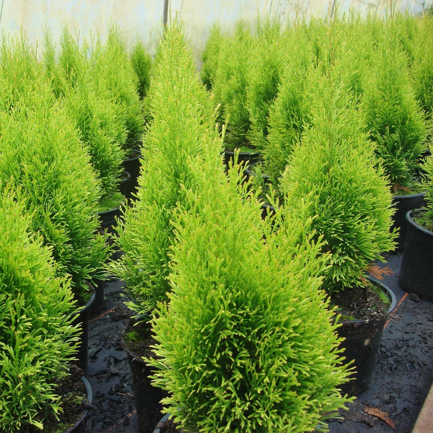 Thuja Occidentalis 'Golden Smaragd®' – Bild 3