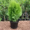 Thuja Orientalis 'Aurea Nana'