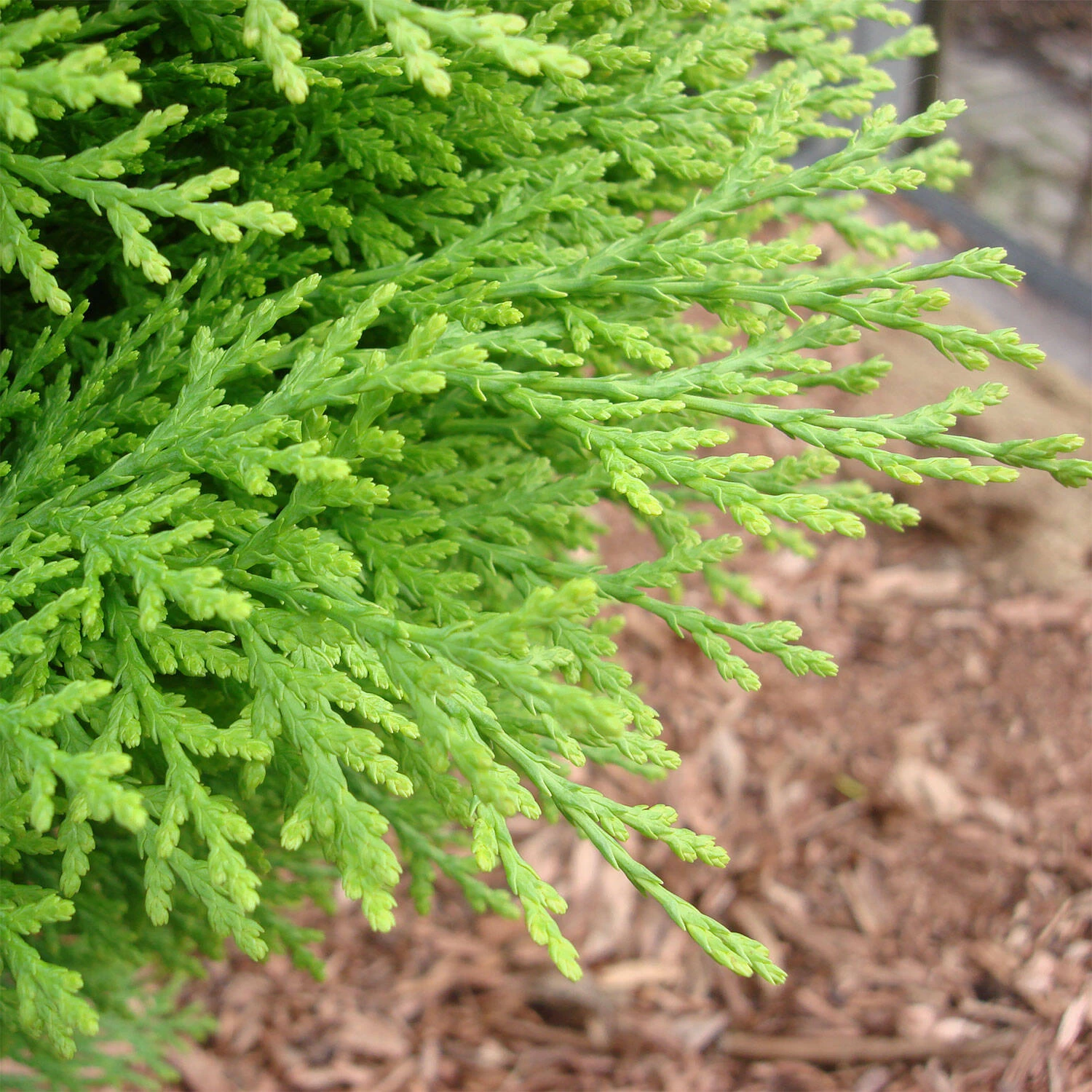 Thuja Orientalis 'Aurea Nana' – Bild 2