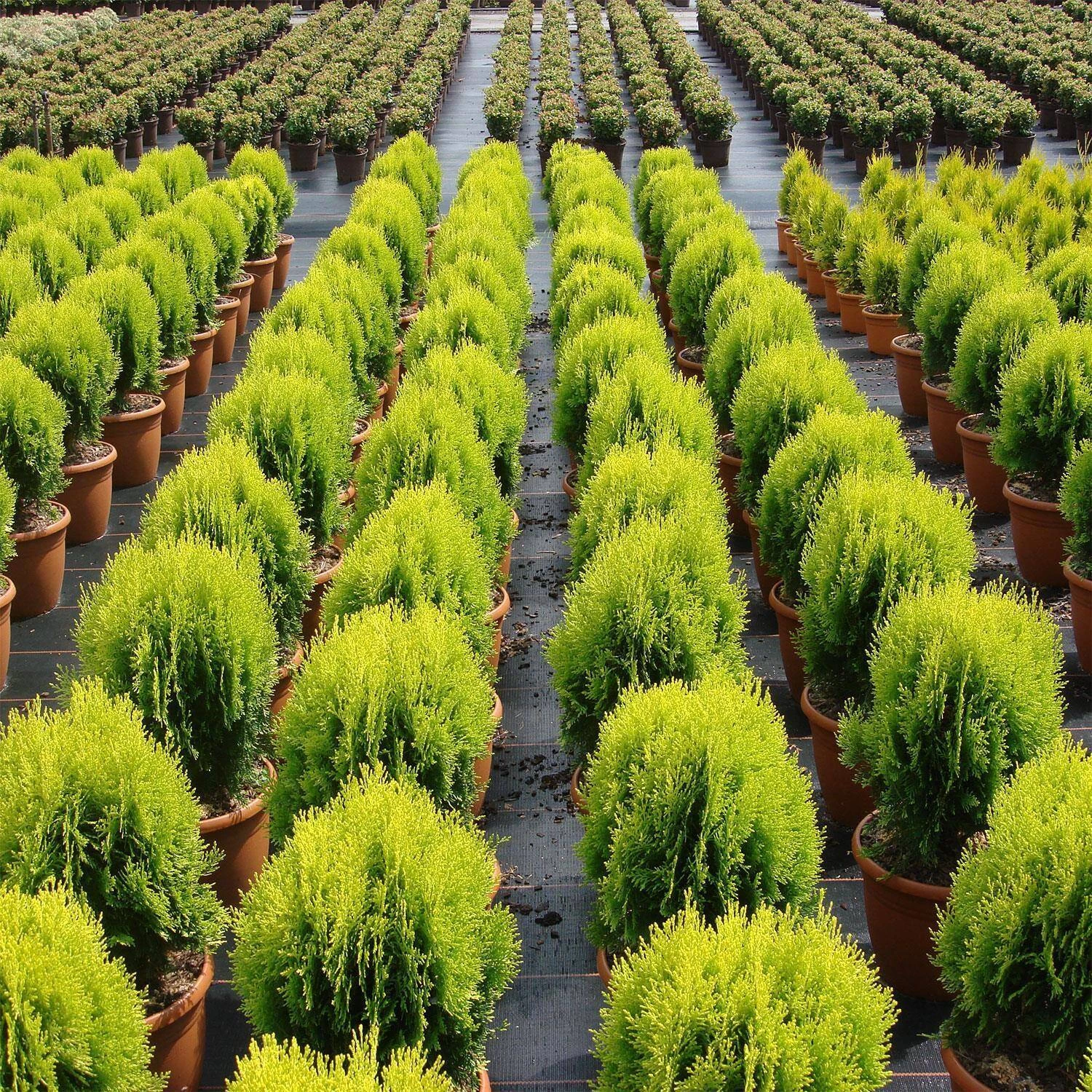 Thuja Orientalis 'Aurea Nana' – Bild 3