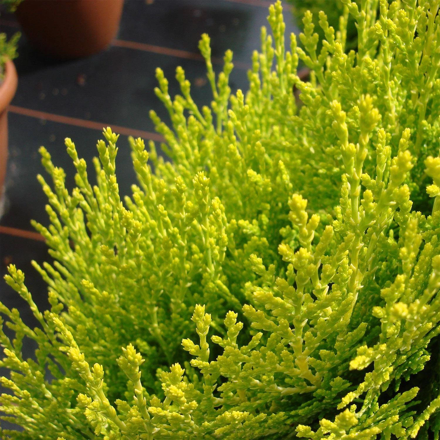 Thuja Orientalis 'Aurea Nana' – Bild 4