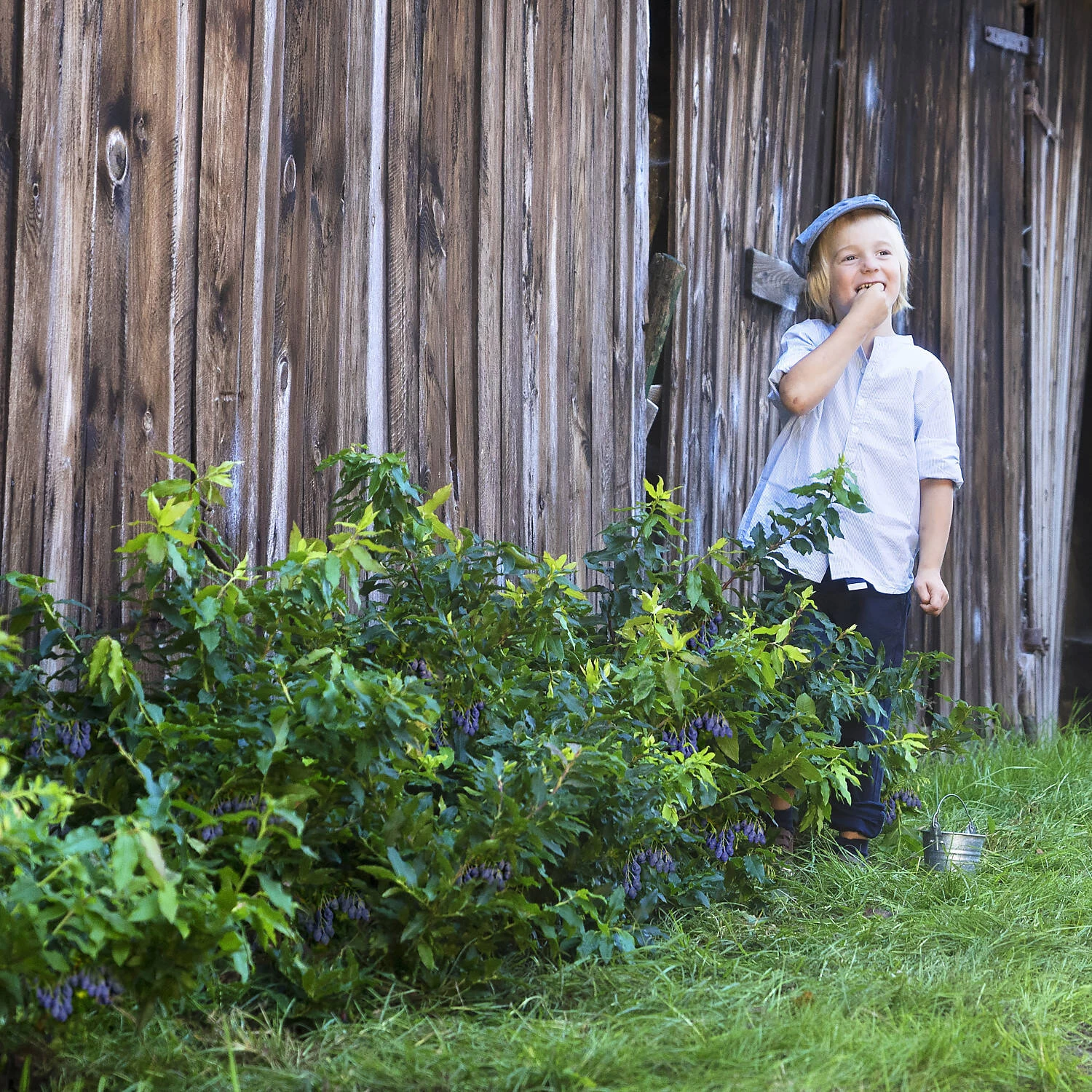 Vaccinium Corymbosum 'Lucky Berry' ® – Bild 2