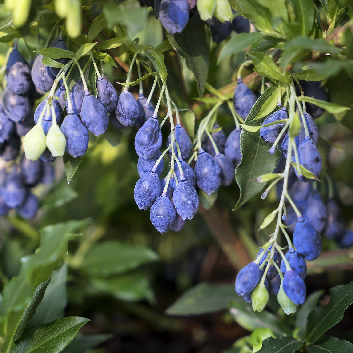 Vaccinium Corymbosum 'Lucky Berry' ® – Bild 3